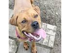 Adopt Poppy a Red/Golden/Orange/Chestnut Mixed Breed (Large) / Mixed dog in