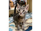 Adopt 55918639 a Gray or Blue Domestic Shorthair / Domestic Shorthair / Mixed