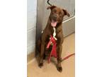 Adopt Julio a Brown/Chocolate Mixed Breed (Medium) / Mixed dog in Chamblee