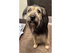 Adopt Harley a Black Airedale Terrier / Mixed dog in Florence, AL (41461528)
