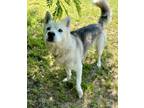 Adopt Klondike a White Husky / Mixed Breed (Medium) / Mixed (short coat) dog in