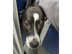 Adopt Daisy a Black Plott Hound / Mixed dog in Wisconsin Rapids, WI (41460363)