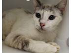 Adopt 5/18 a White Domestic Shorthair / Domestic Shorthair / Mixed cat in