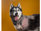 Adopt Kylak a Black Husky / Mixed dog in Santa Paula, CA (31525447)
