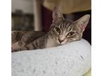 Adopt Ester a Gray or Blue Domestic Shorthair / Domestic Shorthair / Mixed cat