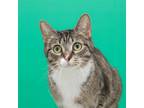 Adopt Selune a Brown Tabby Domestic Shorthair / Mixed (short coat) cat in Parma