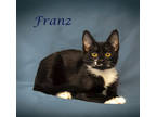 Adopt Franz (C24-061) a All Black Domestic Shorthair / Mixed Breed (Medium) /