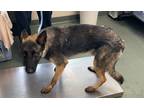 Adopt Radar a Black German Shepherd Dog / Belgian Malinois / Mixed dog in San