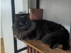 Adopt Bean a All Black Domestic Longhair / Mixed (long coat) cat in Temple City