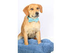 Adopt Archer a Brown/Chocolate Labrador Retriever / Mixed dog in Tinley Park