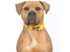 Adopt Eclipse a Tan/Yellow/Fawn American Pit Bull Terrier / Mixed dog in Tinley