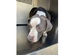 Adopt 55917058 a Gray/Blue/Silver/Salt & Pepper American Pit Bull Terrier /