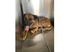 Adopt 55918127 a Red/Golden/Orange/Chestnut Black Mouth Cur / Mixed dog in Fort