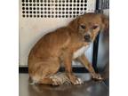 Adopt 55915590 a Tan/Yellow/Fawn Spaniel (Unknown Type) / Mixed dog in Fort