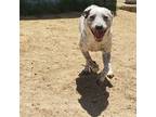 Adopt Sassy a White Australian Cattle Dog / Mixed dog in Lancaster