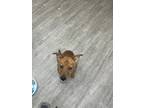 Adopt Waffle a Brown/Chocolate Terrier (Unknown Type, Small) / Mixed dog in