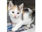 Adopt Rigatoni a White Domestic Shorthair / Domestic Shorthair / Mixed cat in