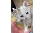 Adopt Fettuccine a White Domestic Shorthair / Domestic Shorthair / Mixed cat in