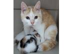 Adopt Minnie a Orange or Red Domestic Shorthair / Mixed Breed (Medium) / Mixed