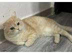 Adopt Sugar a British Shorthair cat in Annapolis, MD (41461426)