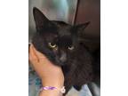 Adopt Walter a Domestic Shorthair / Mixed (short coat) cat in Henderson
