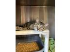 Adopt Bumbu a Domestic Shorthair / Mixed (short coat) cat in Lansing