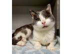 Adopt Dash a Domestic Shorthair / Mixed (short coat) cat in Viroqua