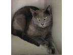 Adopt Tornado a Domestic Shorthair / Mixed (short coat) cat in Viroqua