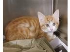 Adopt Stewie a Orange or Red Tabby Domestic Shorthair (short coat) cat in St.