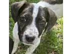 Adopt Fred D16277 a Cattle Dog