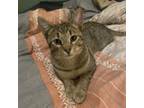 Adopt Capricorn C16357 a Domestic Short Hair