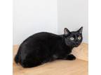 Adopt Purrcy C16151 bonded with DQ a Domestic Short Hair