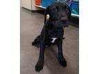 Adopt Sapphire a Labrador Retriever / Mixed dog in Ladysmith, WI (41461456)
