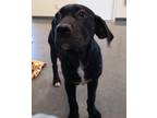 Adopt Spring a Labrador Retriever / Mixed dog in Ladysmith, WI (41461452)