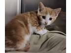 Adopt Cheddi a Orange or Red Tabby Domestic Shorthair (short coat) cat in St.