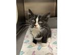 Adopt Butter Pecan a Domestic Short Hair