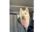 Adopt Fleetfoot a White Husky / Mixed dog in San Antonio, TX (41461129)