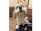 Adopt Zeus a Cocker Spaniel / Mixed dog in Prince George, BC (41461123)