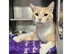 Adopt Gingerbread Man ~Petco~ a Domestic Short Hair, Extra-Toes Cat / Hemingway