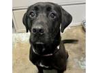 Adopt O'Malley DIKO 4 a Black Labrador Retriever, Mixed Breed