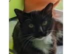 Adopt Dipstick a Domestic Short Hair