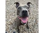 Adopt NINA a Gray/Silver/Salt & Pepper - with White American Pit Bull Terrier /