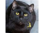 Adopt BEAN a Domestic Short Hair