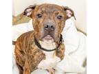 Adopt RODEO a Pit Bull Terrier, Mixed Breed