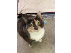Adopt Charlie - Application Pending a Domestic Shorthair / Mixed cat in Maple