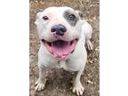 Adopt Justice Petey a American Pit Bull Terrier / Mixed dog in El Dorado