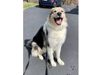 Adopt Crosby a Black - with Tan, Yellow or Fawn Great Pyrenees / German Shepherd