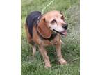 Adopt Bonnie (Spayed) a Tricolor (Tan/Brown & Black & White) Beagle / Mixed dog