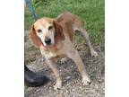 Adopt Clyde a Red/Golden/Orange/Chestnut - with White Beagle / Mixed dog in