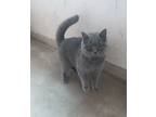 Adopt Landi a Gray or Blue (Mostly) British Shorthair (short coat) cat in